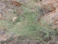 Asparagus inderiensis