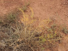 Asparagus inderiensis