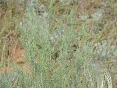 Asparagus inderiensis