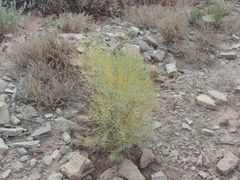 Asparagus inderiensis