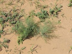 Asparagus inderiensis