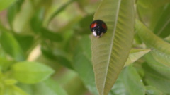 Harmonia axyridis