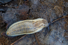 Arion fasciatus