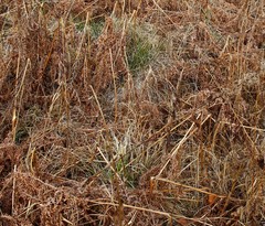 Pteridium latiusculum japonicum