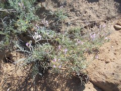 Astragalus brachylobus
