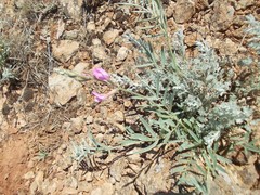 Astragalus brachylobus