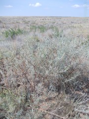 Astragalus brachylobus