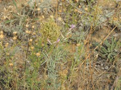 Astragalus brachylobus