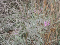 Astragalus brachylobus