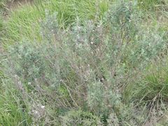 Astragalus brachylobus