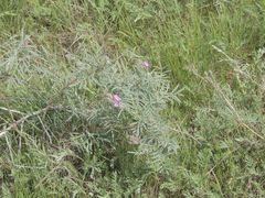 Astragalus brachylobus