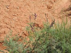 Astragalus brachylobus