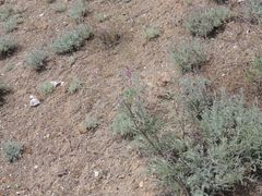 Astragalus brachylobus