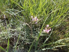 Astragalus brachylobus