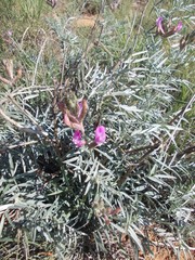Astragalus brachylobus