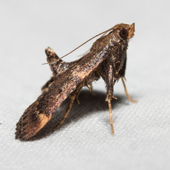 Hypsopygia phoezalis