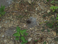 Teleogryllus occipitalis