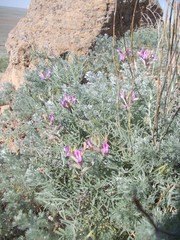 Astragalus brachylobus