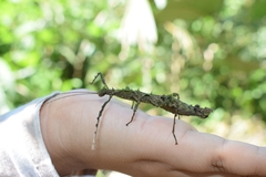 Creoxylus