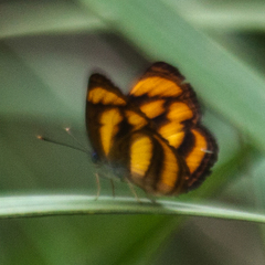 Pantoporia paraka