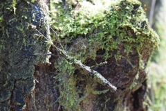 Creoxylus