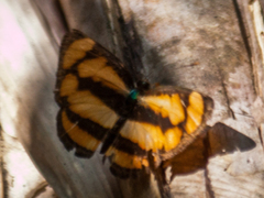 Pantoporia paraka
