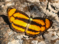 Pantoporia paraka