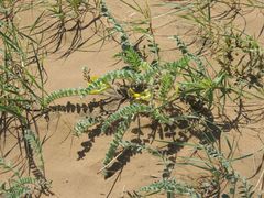 Astragalus longipetalus