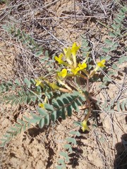 Astragalus longipetalus
