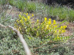 Astragalus longipetalus