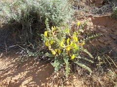 Astragalus longipetalus