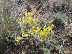 Astragalus longipetalus