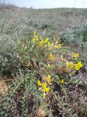 Astragalus longipetalus