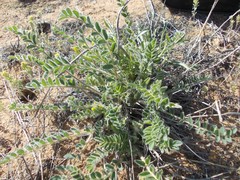 Astragalus longipetalus