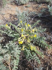 Astragalus longipetalus