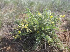 Astragalus longipetalus