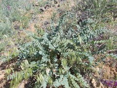Astragalus physodes