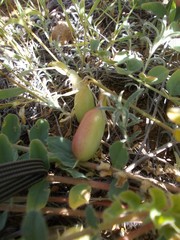 Astragalus longipetalus