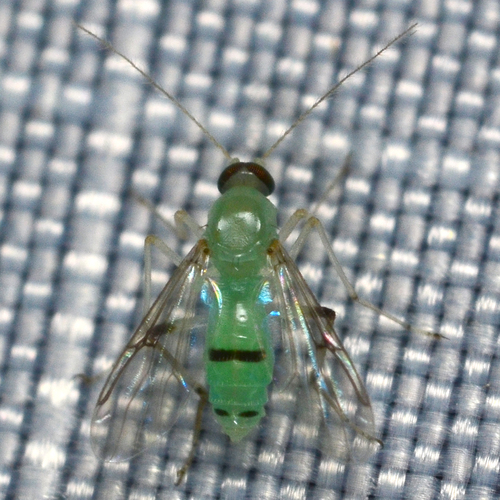 Stilobezzia viridis photographed in Tennessee