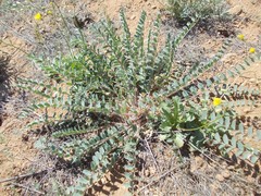 Astragalus longipetalus