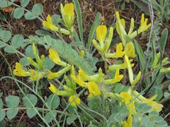 Astragalus longipetalus