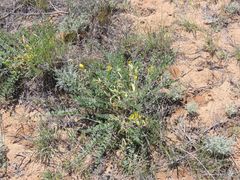Astragalus longipetalus