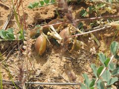 Astragalus longipetalus