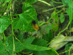 Spilarctia subcarnea