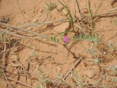 Astragalus oxyglottis