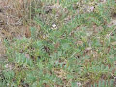 Astragalus oxyglottis
