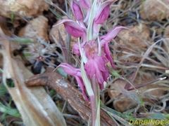 Anacamptis sancta