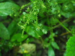 Achyranthes bidentata