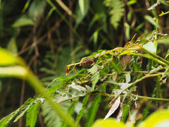 Histia flabellicornis