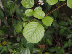 Rubus wallichianus